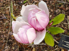 Magnolia x soulangeana 'Alexandrina' - Sierboom - Hortus Conclusus  - 8