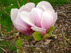 Magnolia x soulangeana 'Alexandrina' - Sierboom - Hortus Conclusus  - 9