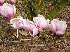 Magnolia x soulangeana 'Alexandrina' - Sierboom - Hortus Conclusus  - 10