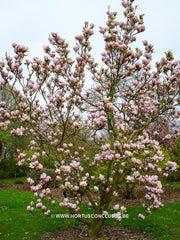 Magnolia x soulangeana 'Alexandrina' - Sierboom - Hortus Conclusus  - 11