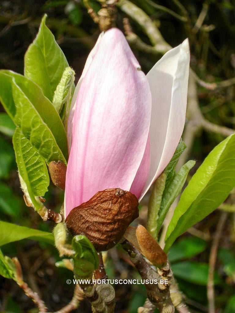 Magnolia x soulangeana 'Amabilis' - Sierboom - Hortus Conclusus  - 1