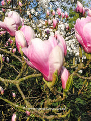 Magnolia x soulangeana 'Amabilis' - Sierboom - Hortus Conclusus  - 2