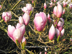 Magnolia x soulangeana 'Amabilis' - Sierboom - Hortus Conclusus  - 3