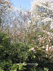 Magnolia x soulangeana 'Amabilis' - Sierboom - Hortus Conclusus  - 4