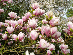 Magnolia x soulangeana 'Amabilis' - Sierboom - Hortus Conclusus  - 5