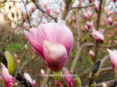 Magnolia x soulangeana 'Amabilis' - Sierboom - Hortus Conclusus  - 6