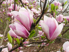 Magnolia x soulangeana 'Amabilis' - Sierboom - Hortus Conclusus  - 7