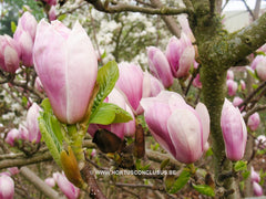Magnolia x soulangeana 'Amabilis' - Sierboom - Hortus Conclusus  - 8