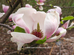 Magnolia x soulangeana 'Amabilis' - Sierboom - Hortus Conclusus  - 9