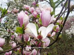 Magnolia x soulangeana 'Amabilis' - Sierboom - Hortus Conclusus  - 10
