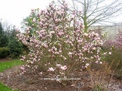 Magnolia x soulangeana 'Amabilis' - Sierboom - Hortus Conclusus  - 11