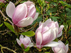 Magnolia x soulangeana 'Amabilis' - Sierboom - Hortus Conclusus  - 13