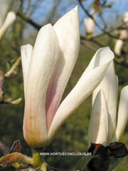 Magnolia x soulangeana 'Brozzonii' - Sierboom - Hortus Conclusus  - 1