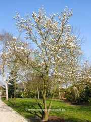 Magnolia x soulangeana 'Brozzonii' - Sierboom - Hortus Conclusus  - 3