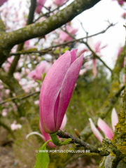 Magnolia x soulangeana 'Burgundy' - Sierboom - Hortus Conclusus  - 3