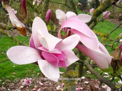 Magnolia x soulangeana 'Burgundy' - Sierboom - Hortus Conclusus  - 4