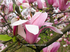 Magnolia x soulangeana 'Burgundy' - Sierboom - Hortus Conclusus  - 5