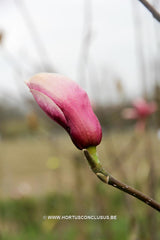 Magnolia x soulangeana 'Burgundy' - Sierboom - Hortus Conclusus  - 7