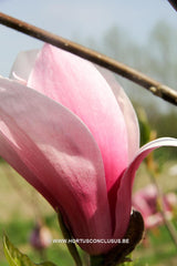 Magnolia x soulangeana 'Burgundy' - Sierboom - Hortus Conclusus  - 8