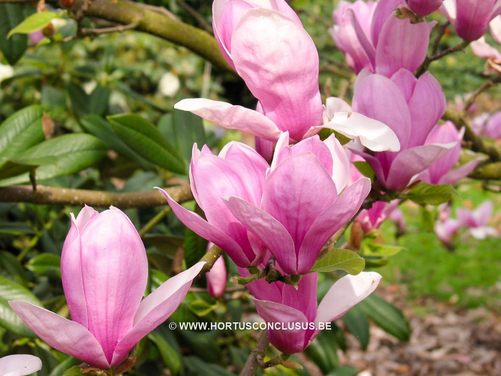 Magnolia x soulangeana 'Coates' - Sierboom - Hortus Conclusus  - 1