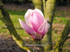 Magnolia x soulangeana 'Coates' - Sierboom - Hortus Conclusus  - 2