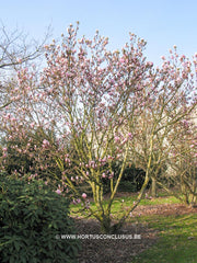 Magnolia x soulangeana 'Coates' - Sierboom - Hortus Conclusus  - 3