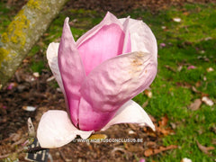 Magnolia x soulangeana 'Coates' - Sierboom - Hortus Conclusus  - 4