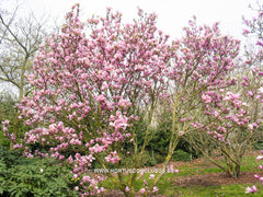 Magnolia x soulangeana 'Coates' - Sierboom - Hortus Conclusus  - 5