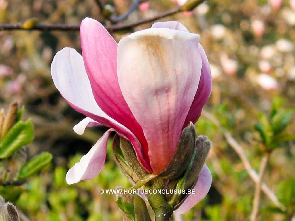 Magnolia x soulangeana 'Dorsopurpurea' - Sierboom - Hortus Conclusus  - 1