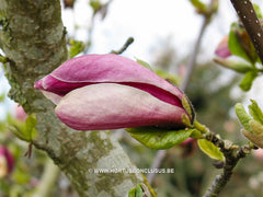 Magnolia x soulangeana 'Dorsopurpurea' - Sierboom - Hortus Conclusus  - 3