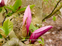 Magnolia x soulangeana 'Dorsopurpurea' - Sierboom - Hortus Conclusus  - 4