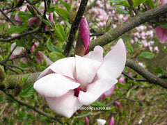 Magnolia x soulangeana 'Dorsopurpurea' - Sierboom - Hortus Conclusus  - 7