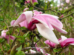 Magnolia x soulangeana 'Dorsopurpurea' - Sierboom - Hortus Conclusus  - 8