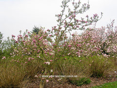 Magnolia x soulangeana 'Dorsopurpurea' - Sierboom - Hortus Conclusus  - 9