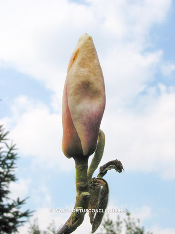 Magnolia x soulangeana 'Grace McDade'