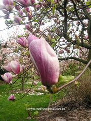 Magnolia x soulangeana 'Grace McDade' - Sierboom - Hortus Conclusus  - 2
