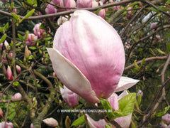 Magnolia x soulangeana 'Grace McDade' - Sierboom - Hortus Conclusus  - 3