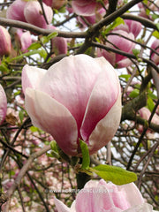 Magnolia x soulangeana 'Grace McDade' - Sierboom - Hortus Conclusus  - 4