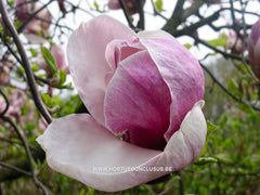 Magnolia x soulangeana 'Grace McDade' - Sierboom - Hortus Conclusus  - 5