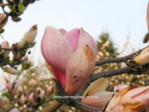 Magnolia x soulangeana 'Just Jean'