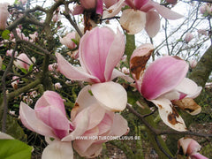 Magnolia x soulangeana 'Just Jean' - Sierboom - Hortus Conclusus  - 2