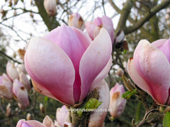 Magnolia x soulangeana 'Just Jean' - Sierboom - Hortus Conclusus  - 4