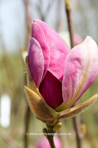 Magnolia x soulangeana 'Lennei'
