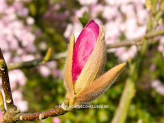 Magnolia x soulangeana 'Lennei' - Sierboom - Hortus Conclusus  - 2
