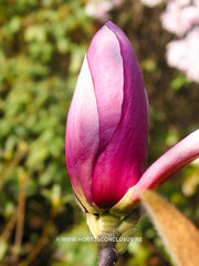 Magnolia x soulangeana 'Lennei' - Sierboom - Hortus Conclusus  - 3