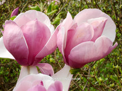 Magnolia x soulangeana 'Lennei' - Sierboom - Hortus Conclusus  - 4