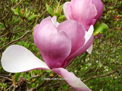 Magnolia x soulangeana 'Lennei' - Sierboom - Hortus Conclusus  - 5