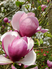 Magnolia x soulangeana 'Lennei' - Sierboom - Hortus Conclusus  - 6