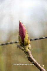 Magnolia x soulangeana 'Lennei' - Sierboom - Hortus Conclusus  - 7
