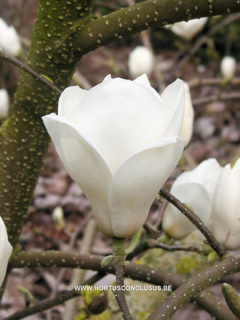 Magnolia x soulangeana 'Lennei Alba' - Sierboom - Hortus Conclusus  - 1